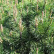 Pinus mugo ‘Gnom’ - 25-30