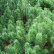 Pinus mugo pumilio - 15-20