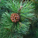 Pinus mugo mugo - 60-70