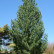 Pinus strobus ‘Fastigiata’ - 80-90