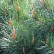Pinus sylvestris ‘Watereri’ - 25-30