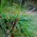 Pinus wallichiana - 25-30