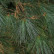 Pinus schwerinii ‘Wiethorst’ - 25-30