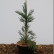 Sequoiadendron giganteum ‘Glaucum’ - 30-40