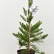 Sequoiadendron giganteum ‘Glaucum’ - 60-80