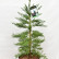 Sequoiadendron giganteum ‘Glaucum’ - 60-80