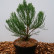 Sequoiadendron giganteum - 30-40