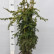 Taxus baccata ‘Dovastonii Aurea’ - 70-80