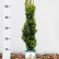 Taxus baccata ‘Fastigiata Aurea’ - 50-60