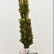 Taxus baccata ‘Fastigiata Aurea’ - 60-70