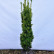 Taxus baccata ‘Fastigiata Aurea’ - 70-80