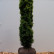 Taxus baccata ‘Fastigiata Aurea’ - 90-100