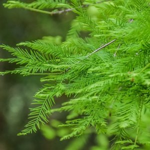 Taxodium distichum - 80-100