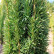 Taxus baccata ‘Fastigiata Robusta’ - 80-100