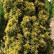 Taxus baccata ‘Standishii‘ - 90-100
