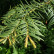 Taxus baccata ‘Semperaurea‘ - 50-60