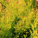 Thuja occidentalis ‘Golden Smaragd’ ® - 60-80