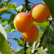 Prunus domestica ‘Mirabelle de Nancy’ - Leivorm, struik, 2-jarig
