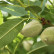 Prunus dulcis - Struik, 2-jarig