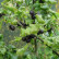 Ribes Jostaberry - 50-60 