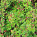 Cotoneaster procumbens ‘Queen of Carpets’ - 15-20