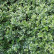 Euonymus fortunei ‘Emerald Gaiety‘ - 12-15