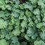 Alchemilla mollis