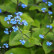 Brunnera macrophylla