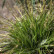 Carex morrowii ‘Variegata’ - 40