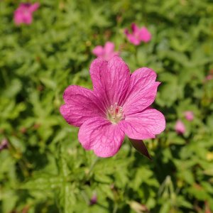 Geranium endressii