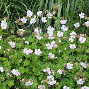 Geranium cantabrigiense ‘Biokovo’
