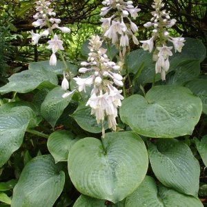 Hosta sieboldiana ‘Elegans’