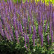 Salvia nemorosa ‘Ostfriesland‘ - 50