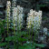 Tiarella cordifolia - 20