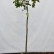 Acer pseudoplatanus ‘Prinz Handjery‘ - 150 Stamm