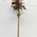 Acer platanoides ‘Royal Red’ - 80 stam