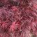 Acer palmatum ‘Garnet’ - 80 stam