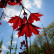 Acer platanoides ‘Royal Red‘ - 80 Stamm