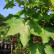 Acer pseudoplatanus ‘Brilliantissimum‘ - 120 Stamm