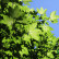 Acer pseudoplatanus ‘Prinz Handjery‘ - 150 Stamm