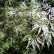 Acer palmatum ‘Dissectum‘ - 80 Stamm