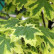 Acer platanoides ‘Drummondii‘ - 80 Stamm