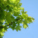 Acer platanoides ‘Globosum‘ - 120 Stamm