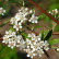 Aronia arbutifolia ‘Brilliant’ - 120 standard