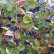 Aronia prunifolia ‘Viking‘ - 90 Stamm