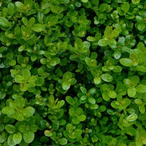 Buxus sempervirens - 80 Stamm