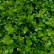 Buxus sempervirens - 50 stam