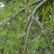 Caragana arborescens ‘Walker‘ - 80 Stamm
