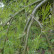 Caragana arborescens ‘Walker’ - 80 stam