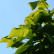 Catalpa bignonioides ‘Aurea‘ - 80 Stamm